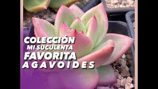 Mi colección de suculentas Agavoide/suculenta mexicana/cómo cuidarla, reproducirla y más VIDEO1/30