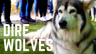 The Real Direwolves from Game of Thrones. Northern Inuit -The  Stark's Direwolves #GOT