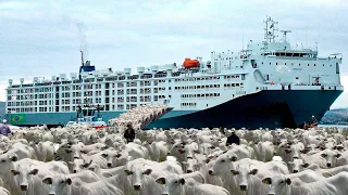 O MAIOR TRANSPORTE DE GADO DE UMA SÓ VEZ DA HISTÓRIA NO BRASIL