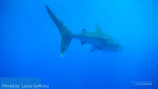 WHALE SHARK IN SÃO MIGUEL ISLAND AZORES