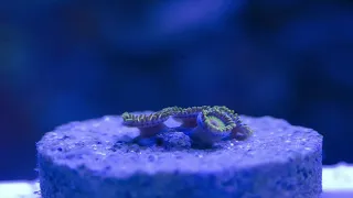 Check out this Rasta Zoanthid Frag Time lapse!