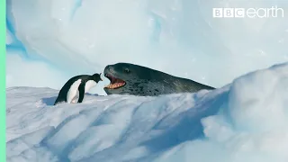 Tiny Penguin Makes a Deadly Dash From Giant Leopard Seal | Seven Worlds, One Planet | BBC Earth