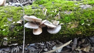 Вешенка в марте. Сбор грибов в лесу.