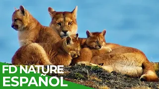 Chile - Un Viaje Salvaje: Las Garras de Torres Del Paine | Free Documentary Nature - Español