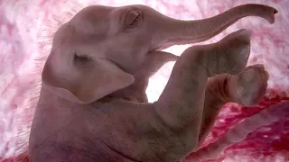 Animals in the Womb