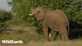 WildEarth - Sunrise  Safari - 25 Feb 2023