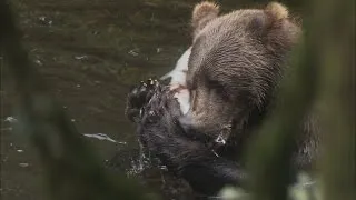 Browntown's Unwelcome Visitor | Alaskan Bush People