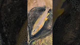 The best looking river trout in Wales?