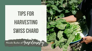 Tips for Harvesting Swiss Chard