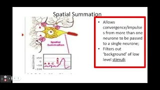 Synapses PART 2 5.1.3 Neuronal Communication d) Roles of a synapse