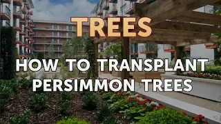 How to Transplant Persimmon Trees