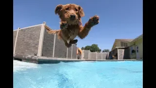 The Bone Adventure Swim Club