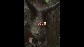 Rexy (prime) vs Triceratops horridus (prehistoric, planet)