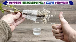 🍇 Оригинальное 100% УКОРЕНЕНИЕ ЧЕРЕНКОВ винограда в ВОЗДУХЕ и ВОДЕ. Умный укоренитель Егорутина.