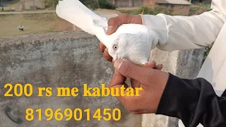 high flyer kabutar.bahut saste🤫mein😱 .all kabutar for sale pigeons🕊️in Maharashtra kanhan, nagpur