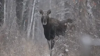 Фотоохота с Альбертом.  Стадо лосей.