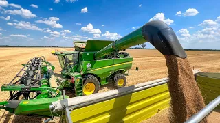 Búza aratás 2022 🌾 John Deere S770i + JD 6170M + 6120M + Fliegl | Zsíros Major Kft.