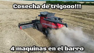 TRILLA de TRIGO en el BARRO con 4 COSECHADORAS, la MASSEY FERGUSON 9795 Y 3 JOHN DEERE!!!