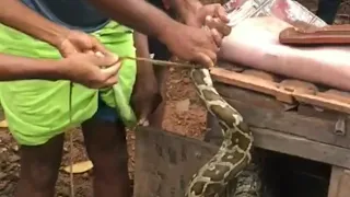 Big Python in chicken house catching chicken