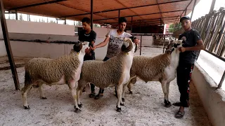 خيرات كيسر ديال عيد الأضحى  أحجام خيالية جودة عالية تبارك الله 🐏