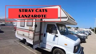 SCOPRIAMO LANZAROTE - Stray Cats - vita in camper full time - Isole Canarie