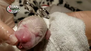 Dalmatian Puppy Birth 4/12/21