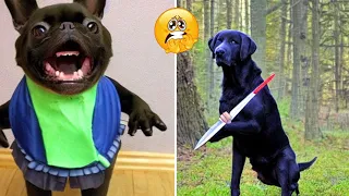 Funny Animal Videos 2023 - Comedy Voiceover! #56😹🐶🤣