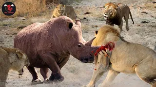 10 Lion VS 1 Male Rhino ► Can A Male Rhino Really Defeat Entire Lion Clans