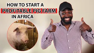 Pig Farming| Simple Mistakes To Avoid in Pig Farming In Africa