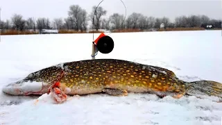 РЫБАЛКА на ЖЕРЛИЦЫ / ТРОФЕЙНАЯ ЩУКА