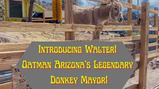 Oatman Arizona's Legendary Burro Mayor! Walter The Wonder Donkey.
