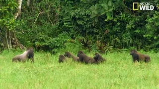 Affrontement entre gorilles à dos noir et à dos argenté