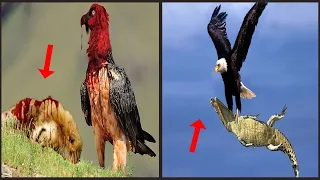 8 MOST Deadliest Birds on the Planet|Most Dangerous Eagle Attacks on Earth|Hindi/Urdu|Taaha info TV