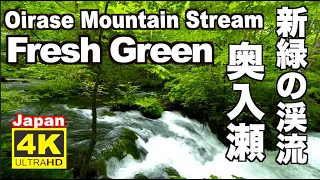 4K 新緑でリラックス Fresh green leaves 奥入瀬渓流 Oirase stream Relaxing sound  Japan 十和田観光 Relaxation 旅行 観光 青森