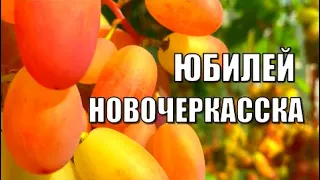 Виноград. Сорт ЮБИЛЕЙ НОВОЧЕРКАССКА. Полное описание и рекомендации по выращиванию / Сорта винограда