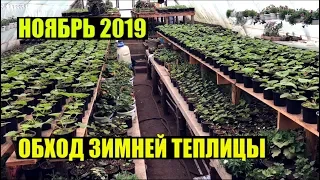 Что сегодня растет? Ноябрь 2019. Обход.