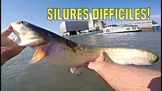 Silures en bateau! Un début de saison horrible!