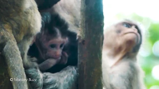 Trillion Pity Baby Monkey Calvin Very Hungry Milk, Looking for Mum Help, Why Casi Kidnap Him?