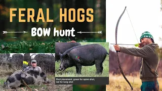 Bow Hunting of Wild Pigs