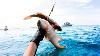 2 FISH 1 SHOT Coastal Camping To Spearfishing In The Boat Catch And Cook - Ep 69