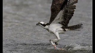 Osprey catches a huge fish eagle style  !!!