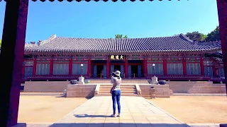 The most beautiful Korean palace that foreigners love. Spring in Changdeokgung Palace