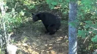 Black bear Hunting Mikes Bear