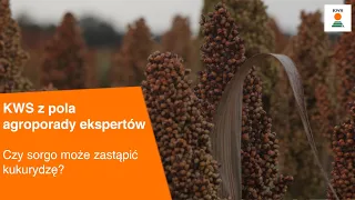 Czy sorgo może zastąpić  kukurydzę? / KWS z pola AGROPORADY EKSPERTÓW