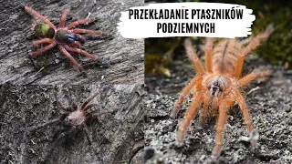 W czym trzymać podrostki ptaszników podziemnych? Przekładanie i ciekawostki | arent.pl