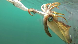 Squid attacks jig