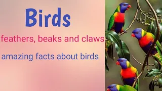 Birds /beak ,claws and feather of birds/ science / class 3/evms / best notes for olympiad