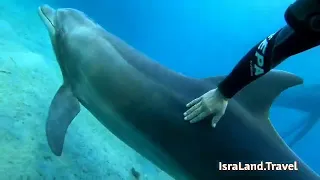 Дайвинг с Дельфинами в Эйлате