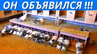 НЕТ такой породы голубей - "ВЕНГРЫ"❗  / pigeon pigeons