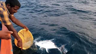 Catching Giant Trevally, Blacktip Trevally & Barracuda Fish in the Sea